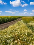 Rural Landscape With Flowers, Road And Field With Sunflower, Russia Stock Photo Rural Landscape With Flowers, Road And Field With Sunflower, Russia Stock Photo