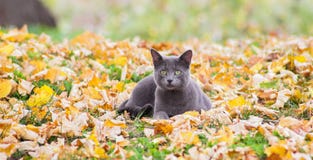 Russian blue cat in nature. Russian blue cat outdoors in autumn nature Stock Photos Russian blue cat in nature. Russian blue cat outdoors in autumn nature Stock Photos