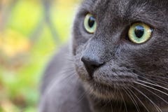 Russian blue cat outdoor. Cute russian blue cat outdoor close up Royalty Free Stock Images Russian blue cat outdoor. Cute russian blue cat outdoor close up Royalty Free Stock Images