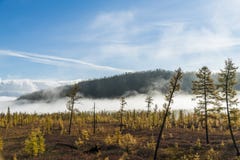 Russische aard, bosmist, pijnboombomen in mist, de herfst, zonstralen stock afbeeldingen Russische aard, bosmist, pijnboombomen in mist, de herfst, zonstralen stock afbeeldingen