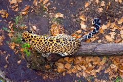 Russland, Primorskiy-Leopard, der auf dem Baum sitzt große beschmutzte Katze lizenzfreie stockbilder Russland, Primorskiy-Leopard, der auf dem Baum sitzt große beschmutzte Katze lizenzfreie stockbilder