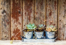 Rustic Plants. Royalty Free Stock Images Rustic Plants. Royalty Free Stock Images