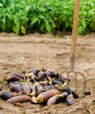 Ruttna bortskämda auberginegrönsaker ligger på fältet fattigt skördbegrepp produktionavfalls, växtsjukdom Jordbruk som brukar royaltyfria bilder Ruttna bortskämda auberginegrönsaker ligger på fältet fattigt skördbegrepp produktionavfalls, växtsjukdom Jordbruk som brukar royaltyfria bilder