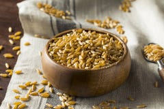Ruwe Organische Droge Kamut-Bessenkorrel stock afbeelding Ruwe Organische Droge Kamut-Bessenkorrel stock afbeelding