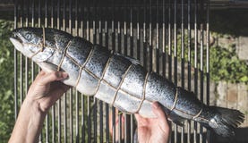 Ruwe zalmvissen bij de grill stock fotografie Ruwe zalmvissen bij de grill stock fotografie