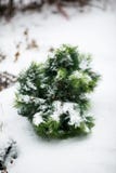 ?rvore de Natal verde na neve Con?feras no inverno fotos de stock ?rvore de Natal verde na neve Con?feras no inverno fotos de stock