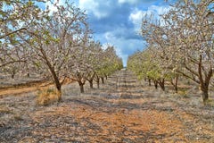 ?rvores de am?ndoa de floresc?ncia no campo imagem de stock ?rvores de am?ndoa de floresc?ncia no campo imagem de stock
