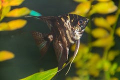 Rybi pterophyllum scalare Angelfish, Czerwonego diabła skalar zdjęcia stock Rybi pterophyllum scalare Angelfish, Czerwonego diabła skalar zdjęcia stock