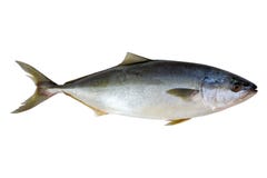 rybi świeży odosobniony tuńczyk Zdjęcie Stock rybi świeży odosobniony tuńczyk Zdjęcie Stock
