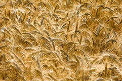 rye royaltyfria foton rye royaltyfria foton