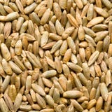 Rye bakgrund royaltyfri bild Rye bakgrund royaltyfri bild