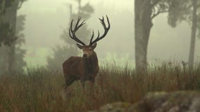 Rytande fullvuxen hankronhjort arkivfilmer Rytande fullvuxen hankronhjort arkivfilmer