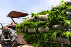 Ryżowe rośliny dla rolników zasadzać z nowożytnymi maszynami obrazy stock Ryżowe rośliny dla rolników zasadzać z nowożytnymi maszynami obrazy stock
