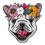 Räcka den utdragna ståenden av en fransk bulldogg med kransen av blommor vektor illustrationer Räcka den utdragna ståenden av en fransk bulldogg med kransen av blommor vektor illustrationer