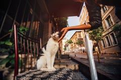 Räcka flickan som slår en gullig katt på en stol på gatan Atmosfär kalkon arkivfoton Räcka flickan som slår en gullig katt på en stol på gatan Atmosfär kalkon arkivfoton