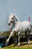 Räkna den Percheron utkasthästen Royaltyfria Bilder Räkna den Percheron utkasthästen Royaltyfria Bilder