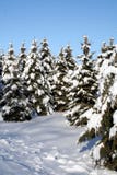 räknad snowspruce Arkivbilder räknad snowspruce Arkivbilder