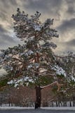 räknat sörja snow arkivbild räknat sörja snow arkivbild