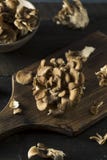 Rå organiska Maitake champinjoner royaltyfri fotografi Rå organiska Maitake champinjoner royaltyfri fotografi