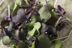 Rå purpurfärgad organisk rädisa Microgreens royaltyfri fotografi Rå purpurfärgad organisk rädisa Microgreens royaltyfri fotografi