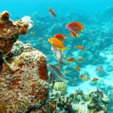 Récif coralien avec le banc des anthias de scalefin de poissons en mer tropicale photo stock Récif coralien avec le banc des anthias de scalefin de poissons en mer tropicale photo stock