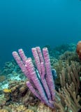 récif coralien des Caraïbes Image libre de droits récif coralien des Caraïbes Image libre de droits