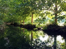 Réflexion en rivière des arbres grands s'étendants verts dans une vue symétrique photo libre de droits Réflexion en rivière des arbres grands s'étendants verts dans une vue symétrique photo libre de droits