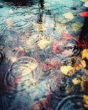 Résumé coloré des gouttes de pluie et du leavesunderwater d'automne dans un magma profond photographie stock libre de droits Résumé coloré des gouttes de pluie et du leavesunderwater d'automne dans un magma profond photographie stock libre de droits