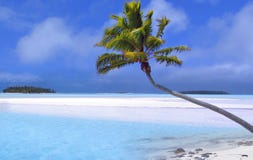 Rêve tropical Rêve tropical