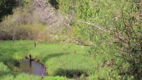 Río a través de la primavera de la hierba Río a través de la primavera de la hierba