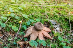 Różowi earthstar Geastrum rufescens w zielonym mech obraz royalty free Różowi earthstar Geastrum rufescens w zielonym mech obraz royalty free