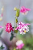 Różowy aquilegia kwitnie w ogródzie Fotografia Royalty Free Różowy aquilegia kwitnie w ogródzie Fotografia Royalty Free