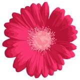 Różowy gerbera lub stokrotki kwiat royalty ilustracja Różowy gerbera lub stokrotki kwiat royalty ilustracja