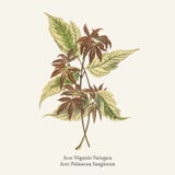 Różnobarwna Pudełkowata starsza osoba Acer Negundo Variegata zakłada w 1825-189 ilustracji Różnobarwna Pudełkowata starsza osoba Acer Negundo Variegata zakłada w 1825-189 ilustracji