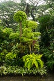 Różnorodna roślina, bonsai drzewo i kwiat jakby, układaliśmy jak dżungla i bubel troszkę kwiaciarni fotografią brać w Dżakarta fotografia royalty free Różnorodna roślina, bonsai drzewo i kwiat jakby, układaliśmy jak dżungla i bubel troszkę kwiaciarni fotografią brać w Dżakarta fotografia royalty free