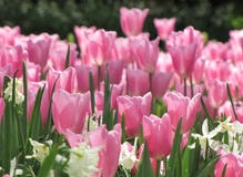 Różowi tulipanu bielu Daffodils fotografia stock Różowi tulipanu bielu Daffodils fotografia stock