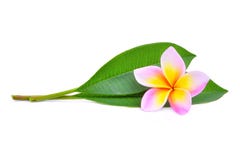 Różowy frangipani lub plumeria tropikalni kwiaty z zielonymi liśćmi Zdjęcie Royalty Free Różowy frangipani lub plumeria tropikalni kwiaty z zielonymi liśćmi Zdjęcie Royalty Free