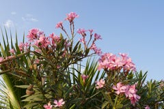 Różowy oleandrowy kwiatu, róży podpalany fragrant oleander lub, zdjęcia royalty free Różowy oleandrowy kwiatu, róży podpalany fragrant oleander lub, zdjęcia royalty free