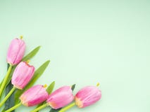 Różowy tulipanu zielonego papieru tło zdjęcia stock Różowy tulipanu zielonego papieru tło zdjęcia stock