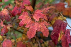 Röd brun livlig färg Autumn Leafs, rätt efter regnet arkivfoton Röd brun livlig färg Autumn Leafs, rätt efter regnet arkivfoton