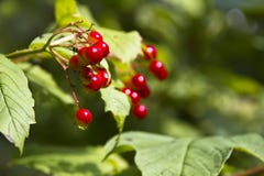 Röd cranberry arkivfoto Röd cranberry arkivfoto
