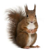 Röd ekorre för Eurasian, vulgaris Sciurus, 4 gamla år, främst nolla royaltyfria bilder Röd ekorre för Eurasian, vulgaris Sciurus, 4 gamla år, främst nolla royaltyfria bilder
