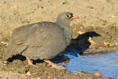 Röd-fakturerade Francolin - lös fågelbakgrund från Afrika - naturs färg arkivbild Röd-fakturerade Francolin - lös fågelbakgrund från Afrika - naturs färg arkivbild