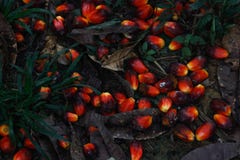 Röd frukt som gömma i handflatan från olja royaltyfri fotografi Röd frukt som gömma i handflatan från olja royaltyfri fotografi