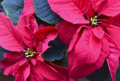 Röd julstjärnaEuphorbia Pulcherrima blommar tätt upp Växt för jul stjärna eller Betlehems stjärnasom en bakgrund för vinterholi royaltyfri fotografi Röd julstjärnaEuphorbia Pulcherrima blommar tätt upp Växt för jul stjärna eller Betlehems stjärnasom en bakgrund för vinterholi royaltyfri fotografi