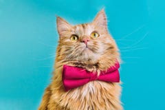 Röd katt med främre sikt för rosa bowtie fotografering för bildbyråer Röd katt med främre sikt för rosa bowtie fotografering för bildbyråer