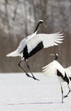 Röd-krönad kran, kines Kraanvogel, Grusjaponensis arkivfoton Röd-krönad kran, kines Kraanvogel, Grusjaponensis arkivfoton