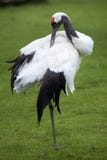 Röd-krönad kranGrusjaponensis Arkivfoto Röd-krönad kranGrusjaponensis Arkivfoto