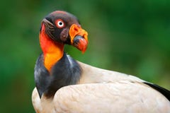Röd orange ståendekondor Konunggammet, den Sarcoramphus fadern, den stora fågeln grundar i centralt och Sydamerika Flygfågel, sko fotografering för bildbyråer Röd orange ståendekondor Konunggammet, den Sarcoramphus fadern, den stora fågeln grundar i centralt och Sydamerika Flygfågel, sko fotografering för bildbyråer