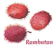 Röd rambutan på vit bakgrund Vattenfärgmålning för tropisk frukt vektor illustrationer Röd rambutan på vit bakgrund Vattenfärgmålning för tropisk frukt vektor illustrationer